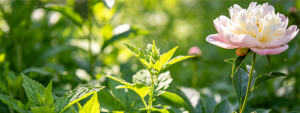 植物胁迫九因子